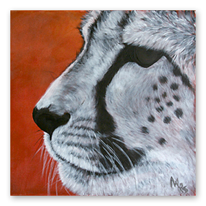 cheetah